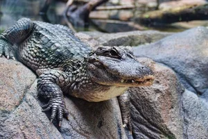 Exploring the Rare Chinese Alligator: The World’s Most Endangered Crocodile Species - image 6