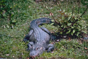 Exploring the Rare Chinese Alligator: The World’s Most Endangered Crocodile Species - image 0