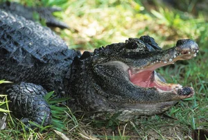 Exploring the Rare Chinese Alligator: The World’s Most Endangered Crocodile Species - image 3