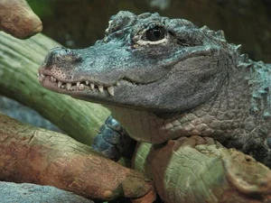 Exploring the Rare Chinese Alligator: The World’s Most Endangered Crocodile Species - image 4