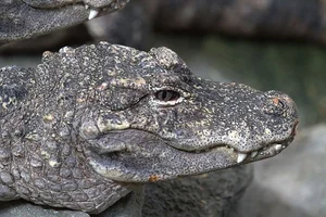 Exploring the Rare Chinese Alligator: The World’s Most Endangered Crocodile Species - image 2