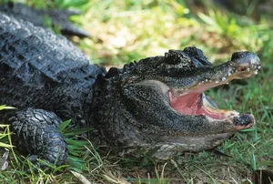 Exploring the Rare Chinese Alligator: The World’s Most Endangered Crocodile Species - image 7