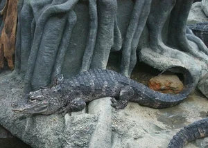 Exploring the Rare Chinese Alligator: The World’s Most Endangered Crocodile Species - image 5