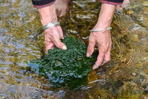 From Stream Weed to Gourmet Delicacy: The Fascinating Story of Grilled Stone Moss - image 2