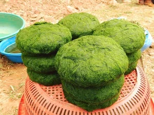 From Stream Weed to Gourmet Delicacy: The Fascinating Story of Grilled Stone Moss - image 7