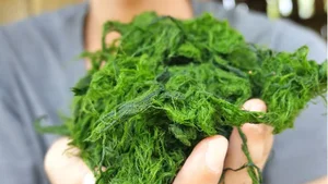 From Stream Weed to Gourmet Delicacy: The Fascinating Story of Grilled Stone Moss - image 0
