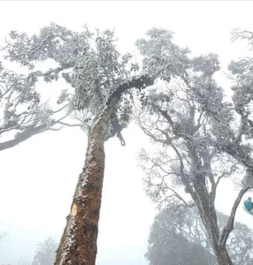 Rare Mid-March Frost Transforms Vietnam's Ta Xua Peak into a Winter Wonderland - image 4