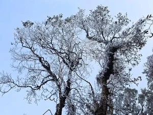 Rare Mid-March Frost Transforms Vietnam's Ta Xua Peak into a Winter Wonderland - image 6