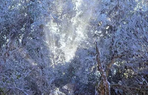 Rare Mid-March Frost Transforms Vietnam's Ta Xua Peak into a Winter Wonderland - image 0