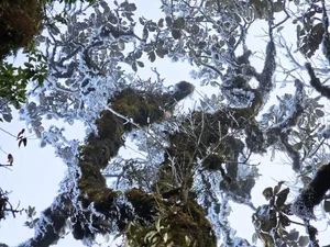 Rare Mid-March Frost Transforms Vietnam's Ta Xua Peak into a Winter Wonderland - image 3