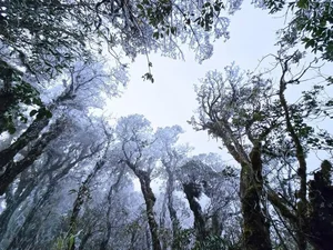 Rare Mid-March Frost Transforms Vietnam's Ta Xua Peak into a Winter Wonderland - image 1