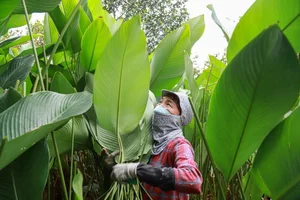 A Day in Hanoi's Lucrative Leaf-Picking Capital Preparing for Tet - image 10