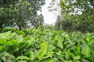 A Day in Hanoi's Lucrative Leaf-Picking Capital Preparing for Tet - image 1