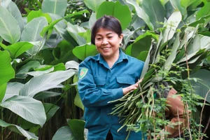 A Day in Hanoi's Lucrative Leaf-Picking Capital Preparing for Tet - image 9