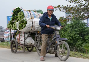 A Day in Hanoi's Lucrative Leaf-Picking Capital Preparing for Tet - image 3