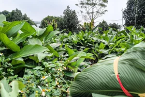 A Day in Hanoi's Lucrative Leaf-Picking Capital Preparing for Tet - image 2