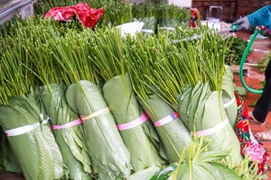 A Day in Hanoi's Lucrative Leaf-Picking Capital Preparing for Tet - image 8