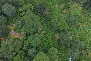A Day in Hanoi's Lucrative Leaf-Picking Capital Preparing for Tet - image 6