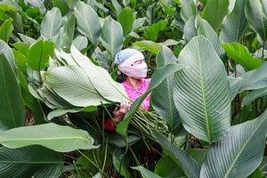 A Day in Hanoi's Lucrative Leaf-Picking Capital Preparing for Tet - image 7