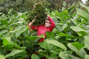 A Day in Hanoi's Lucrative Leaf-Picking Capital Preparing for Tet - image 4