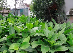 A Day in Hanoi's Lucrative Leaf-Picking Capital Preparing for Tet - image 0