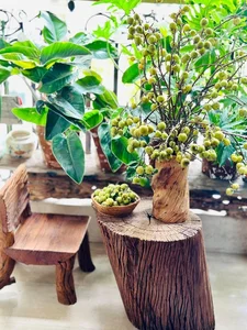 Fruit Branch Vase Arrangements: The Hottest Home Decor Trend in Vietnam for 2024 - image 1