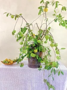 Fruit Branch Vase Arrangements: The Hottest Home Decor Trend in Vietnam for 2024 - image 2