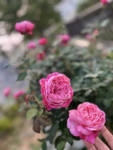 Inside MC Diem Quynh's Enchanting Rose Garden Home - image 0
