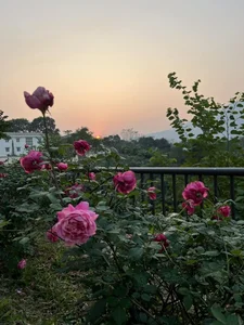 Inside MC Diem Quynh's Enchanting Rose Garden Home - image 2