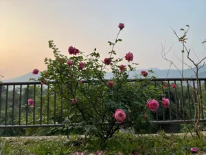 Inside MC Diem Quynh's Enchanting Rose Garden Home - image 4