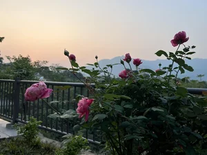Inside MC Diem Quynh's Enchanting Rose Garden Home - image 8