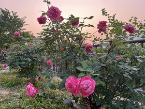Inside MC Diem Quynh's Enchanting Rose Garden Home - image 3