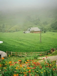 Affordable Healing Trip to Sa Pa: Enjoying the Green Rice Season for 1.8 Million VND - image 6