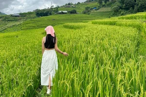 Affordable Healing Trip to Sa Pa: Enjoying the Green Rice Season for 1.8 Million VND - image 11