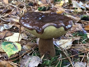 Nature's Optical Illusions: Spectacular Tricks of the Wild That Fool Humans - image 10