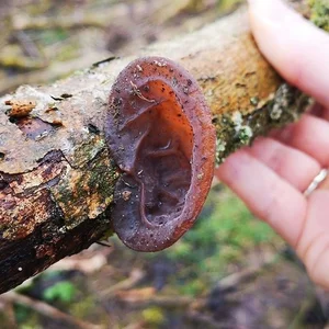 Nature's Optical Illusions: Spectacular Tricks of the Wild That Fool Humans - image 9