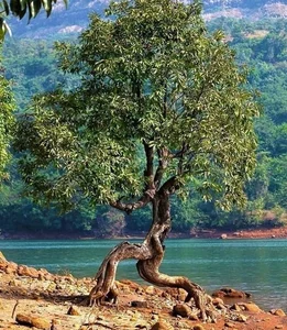 Nature's Optical Illusions: Spectacular Tricks of the Wild That Fool Humans - image 4