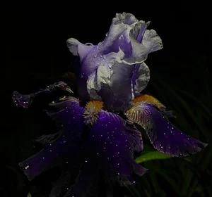 Nature's Optical Illusions: Spectacular Tricks of the Wild That Fool Humans - image 11