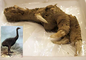 Mind-Boggling Mysteries of the World That Still Puzzle Modern Experts - image 3