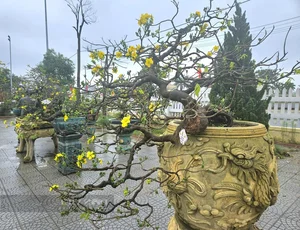 Exquisite Ancient Yellow Apricot Bonsai Worth Hundreds of Millions of VND for Lunar New Year - image 4