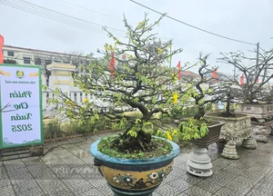 Exquisite Ancient Yellow Apricot Bonsai Worth Hundreds of Millions of VND for Lunar New Year - image 3