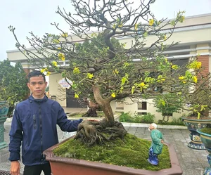 Exquisite Ancient Yellow Apricot Bonsai Worth Hundreds of Millions of VND for Lunar New Year - image 2