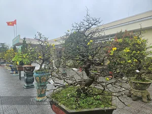 Exquisite Ancient Yellow Apricot Bonsai Worth Hundreds of Millions of VND for Lunar New Year - image 5