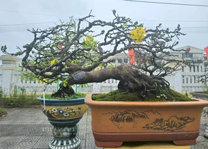 Exquisite Ancient Yellow Apricot Bonsai Worth Hundreds of Millions of VND for Lunar New Year - image 1