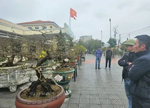 Exquisite Ancient Yellow Apricot Bonsai Worth Hundreds of Millions of VND for Lunar New Year - image 6
