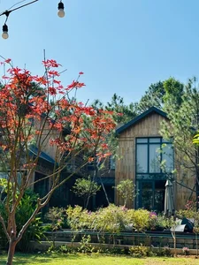 Inside Singer Trong Tan's Stunning 4,000m2 Pine Forest Villa - image 3