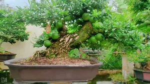 Unique Wild Fruit Bonsai Trees Valued at Thousands of Dollars - image 0