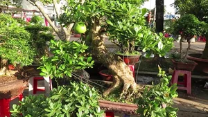 Unique Wild Fruit Bonsai Trees Valued at Thousands of Dollars - image 3