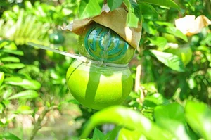 Unique Wild Fruit Bonsai Trees Valued at Thousands of Dollars - image 2