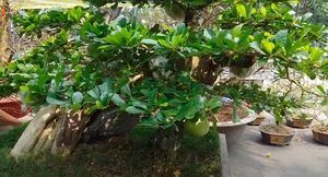 Unique Wild Fruit Bonsai Trees Valued at Thousands of Dollars - image 5